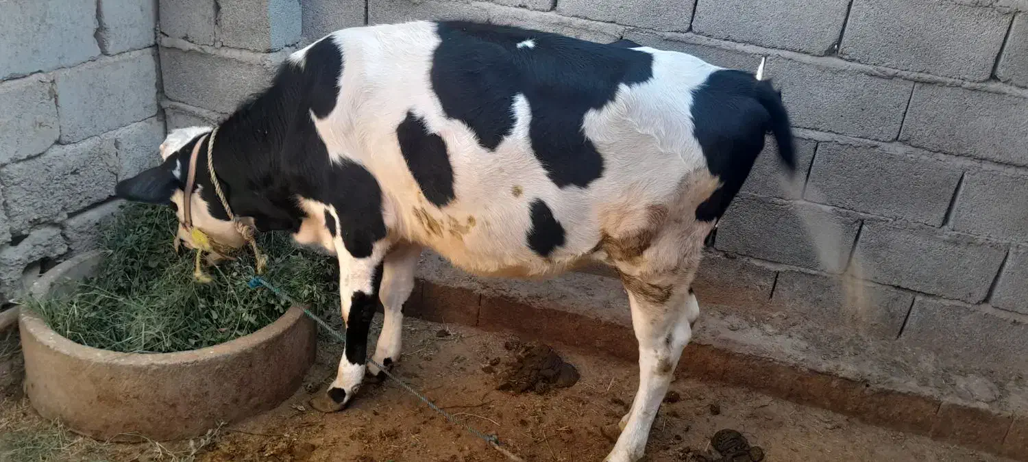 گوساله|حیوانات مزرعه|جیرفت, |دیوار