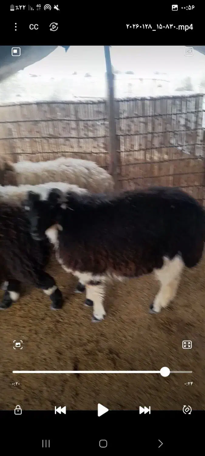 بره|حیوانات مزرعه|رودان, |دیوار