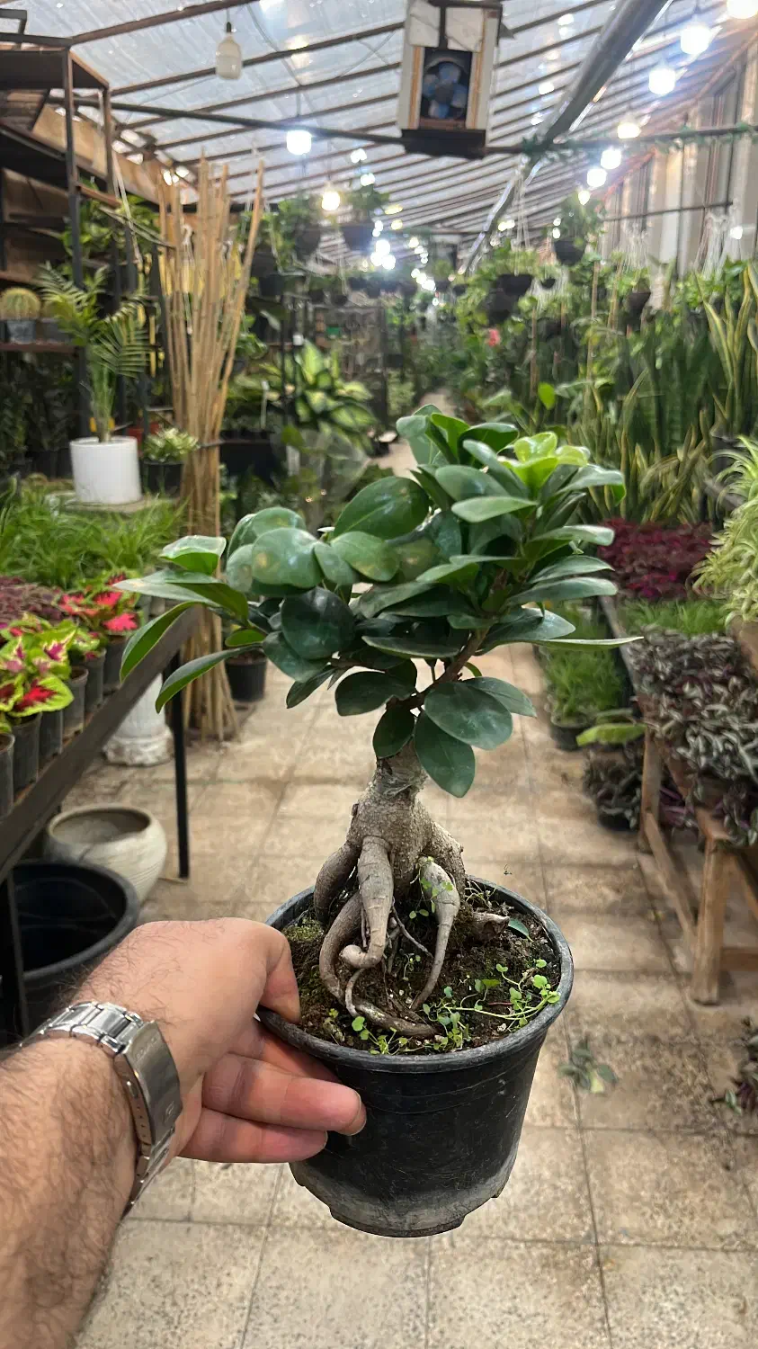 گل و گیاه آپارتمانی بنسای جنسینگ|گل و گیاه طبیعی|تهران, عبدل‌آباد|دیوار