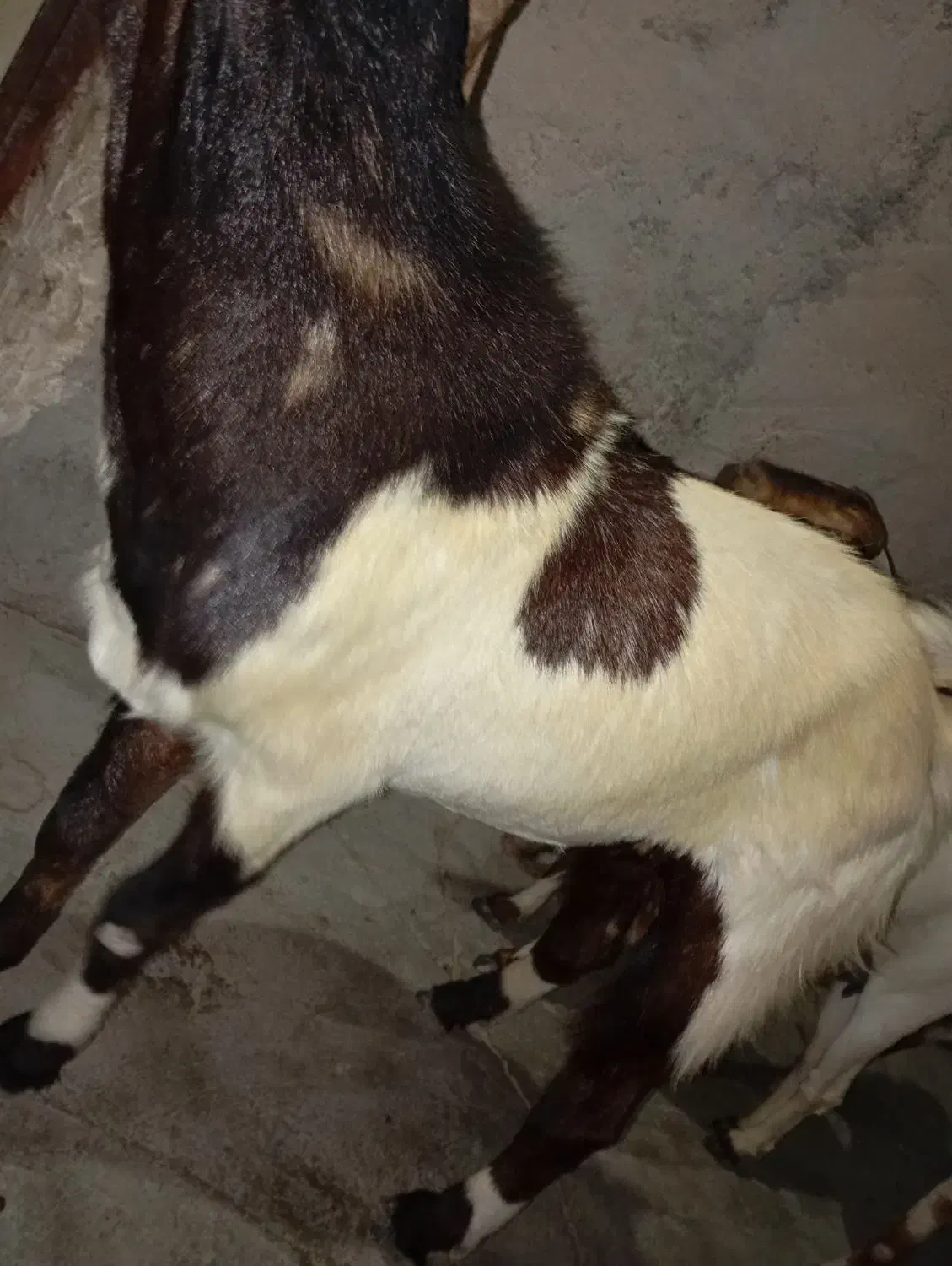 نری گله|حیوانات مزرعه|تخت, |دیوار