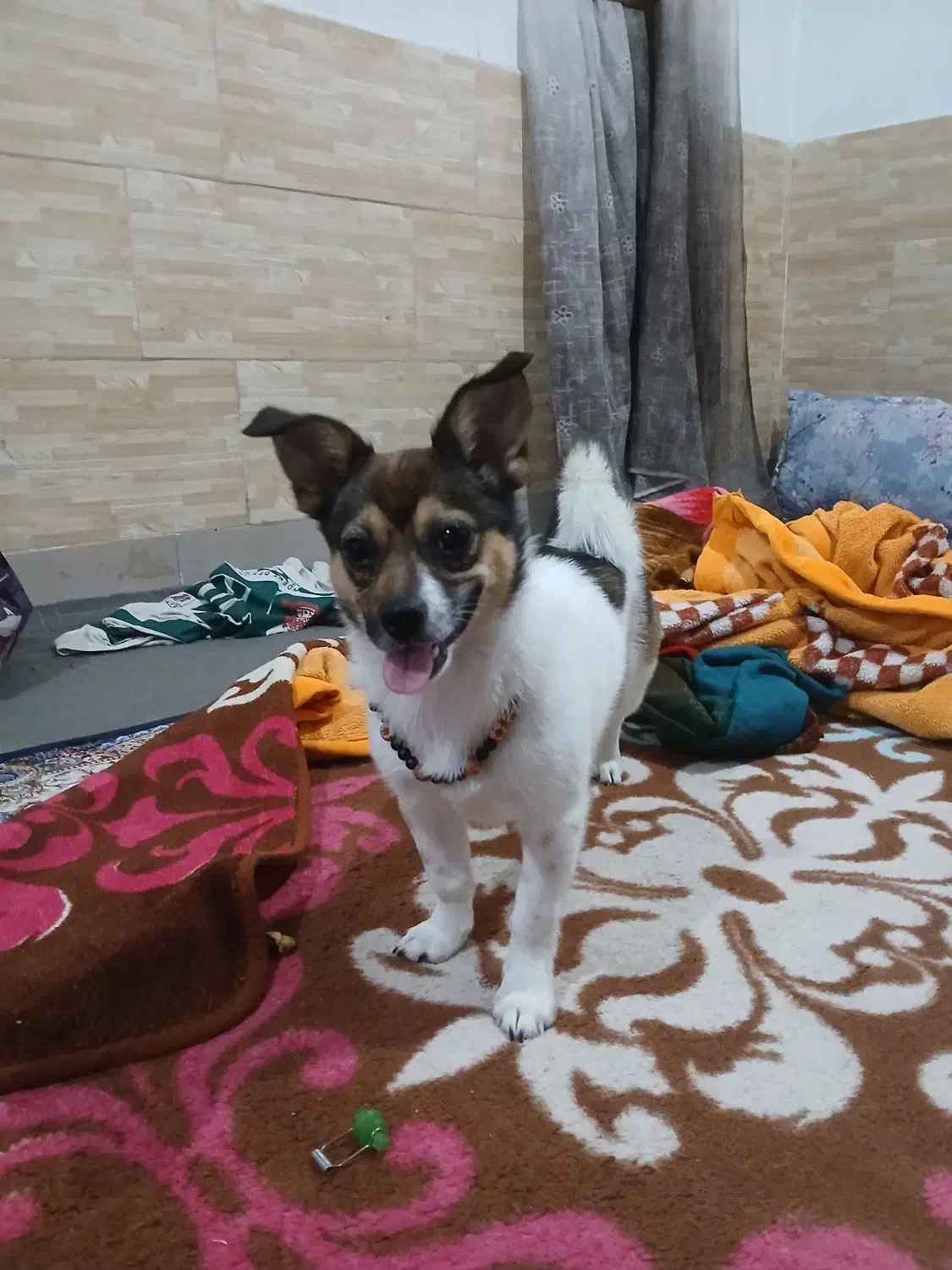 فروشی|سگ|نسیمشهر, |دیوار