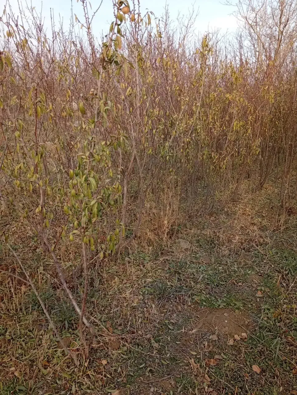 فروش نهال بادام آذر و نهال درخت بلوط|خدمات باغبانی و درختکاری|خسروشاه, |دیوار