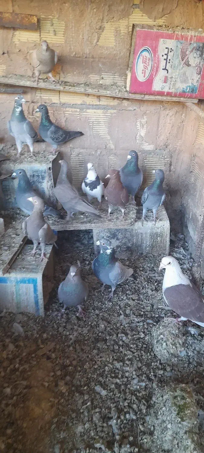 فروش حدوداً ۲۵عدد کبوتر پلاکی و دورگ|پرنده|مبارکه, |دیوار