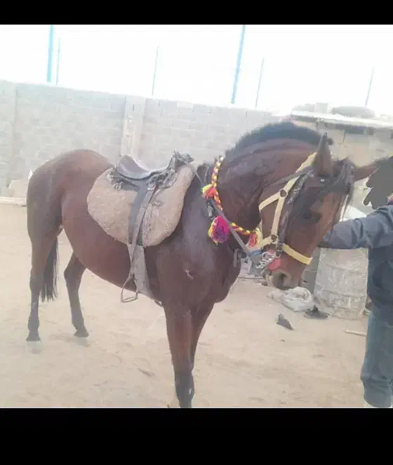 مادیان عرب ( فروش /معاوضه )|اسب و تجهیزات اسبسواری|یزد, |دیوار