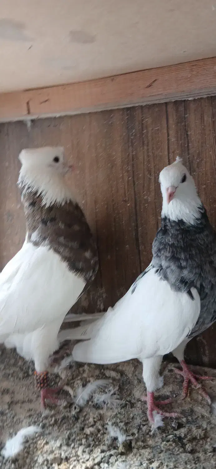 کبوتر طوقی|پرنده|گلستان (تهران), |دیوار