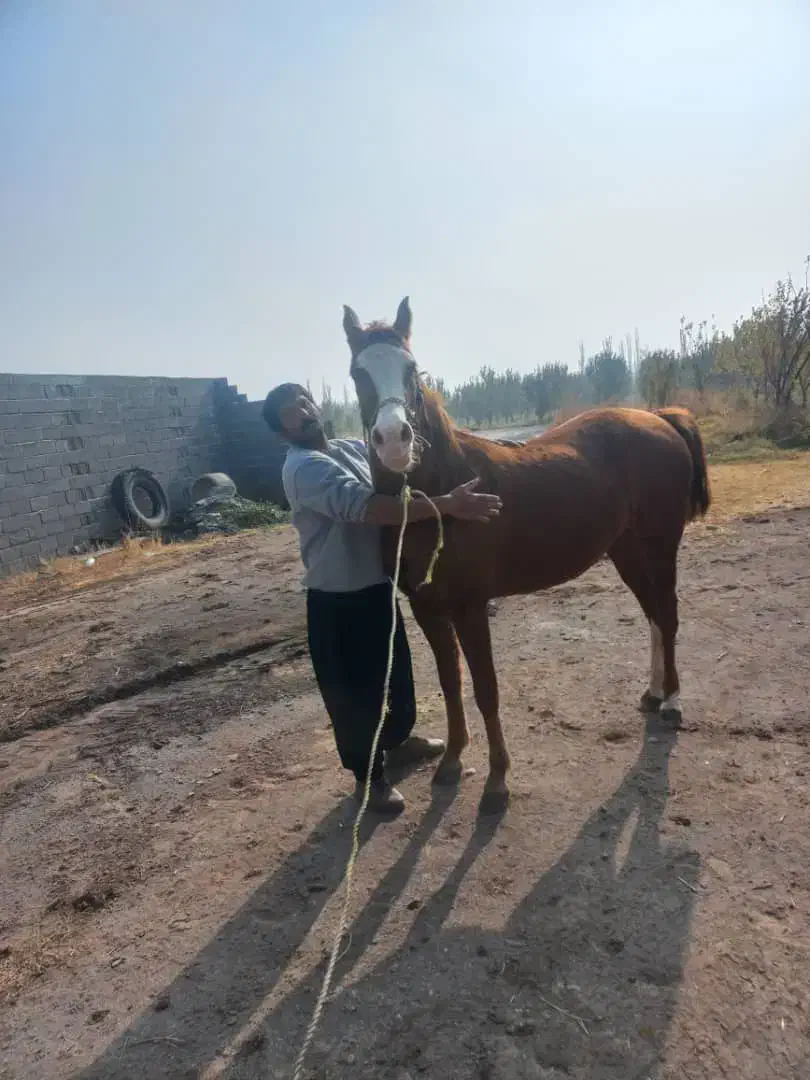 فروش مادیان با نژاد|اسب و تجهیزات اسبسواری|بناب, |دیوار