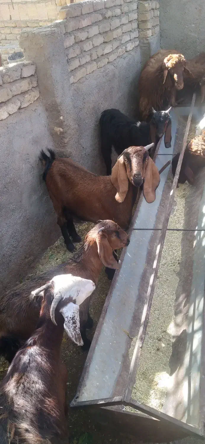 بزو بزغاله پاکستانی|حیوانات مزرعه|مشهد, کلاکوب|دیوار