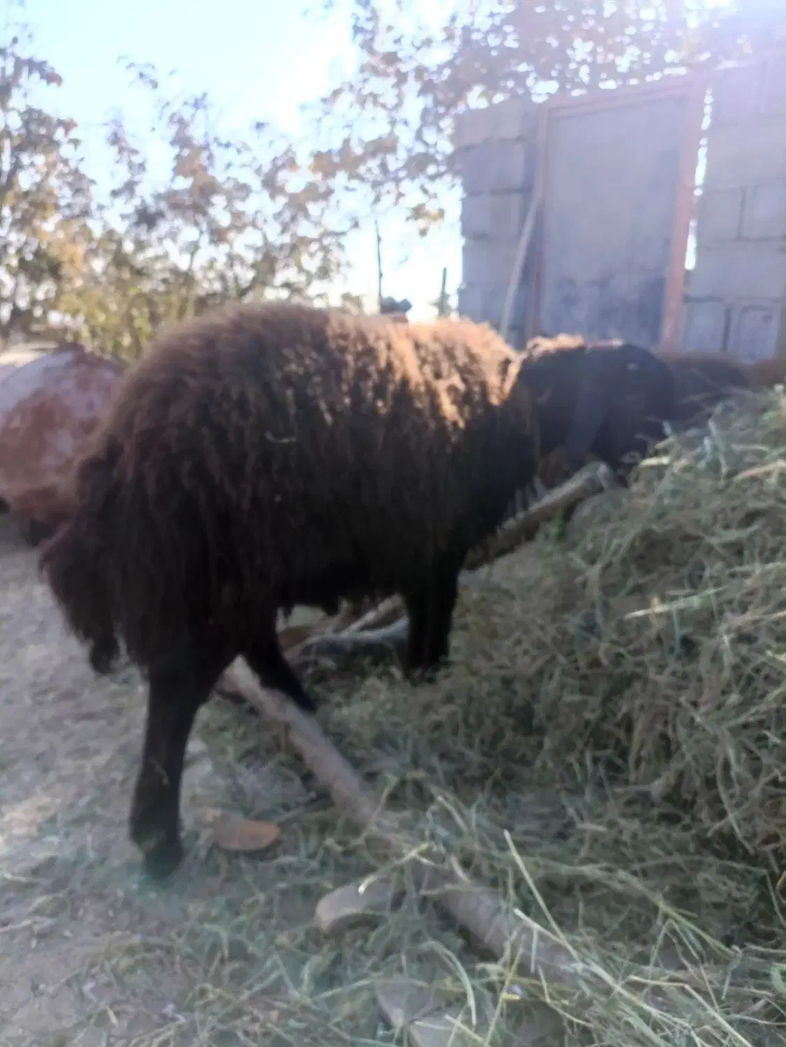 بره قوچ هترو|حیوانات مزرعه|هشتگرد, فشند|دیوار