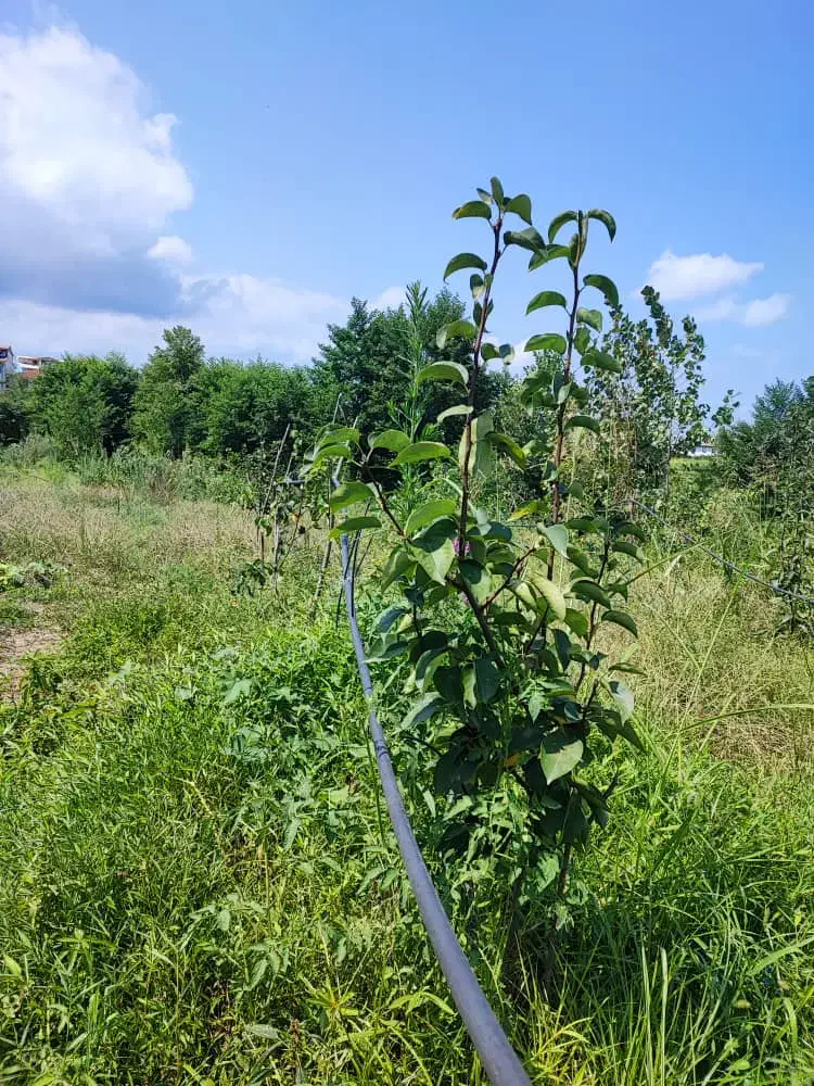 فروش درخت|خدمات باغبانی و درختکاری|رحیم‌آباد, |دیوار