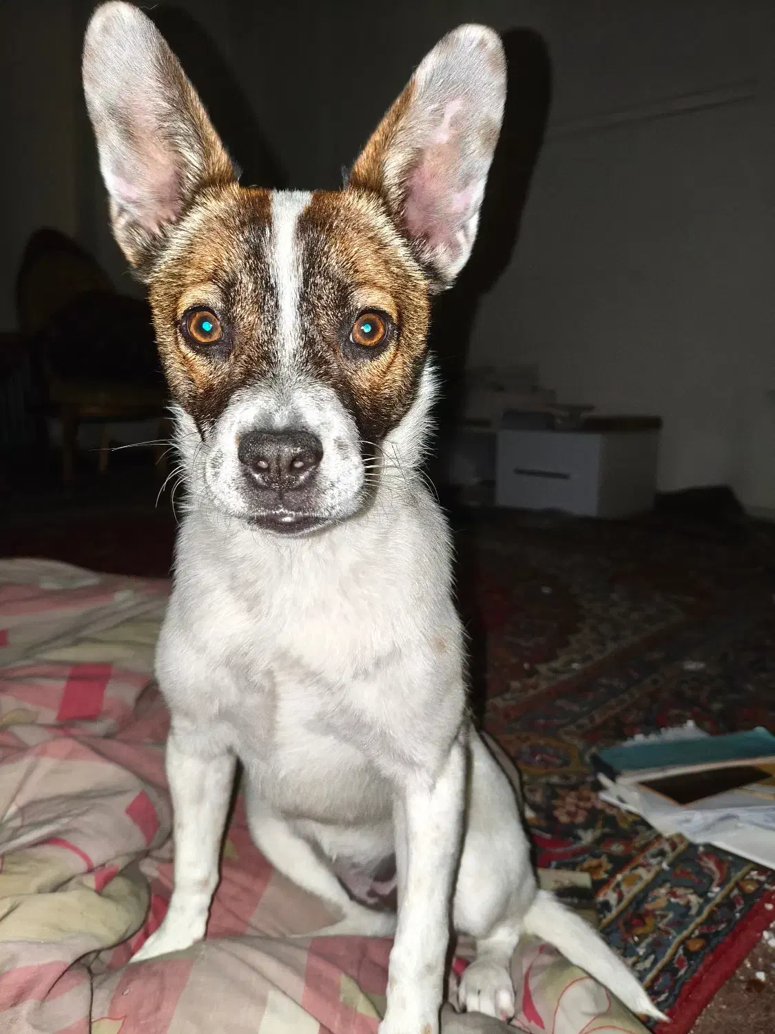 سگ گم شده|حیوانات|ارومیه, |دیوار