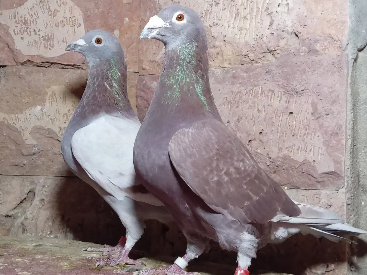 کبوتر مسافتی و جوجه موریس دلبر|پرنده|مشهد, آزادشهر|دیوار