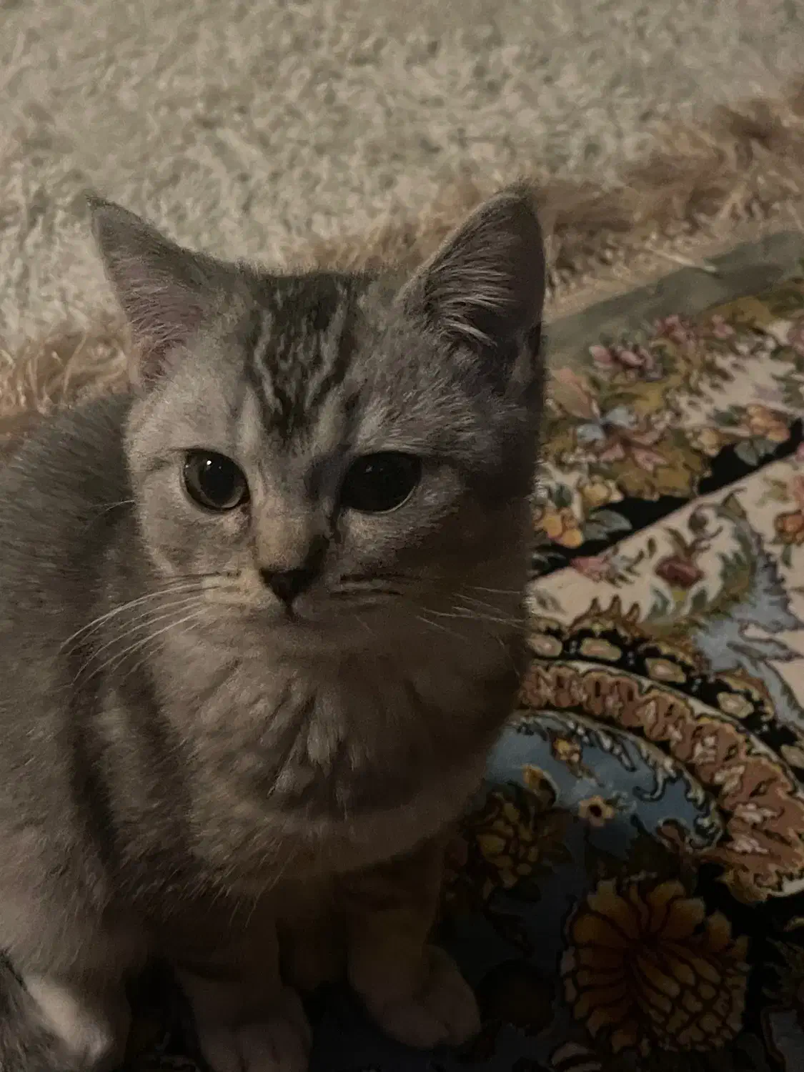 گربه بریتیش سیلور|گربه|اراک, |دیوار