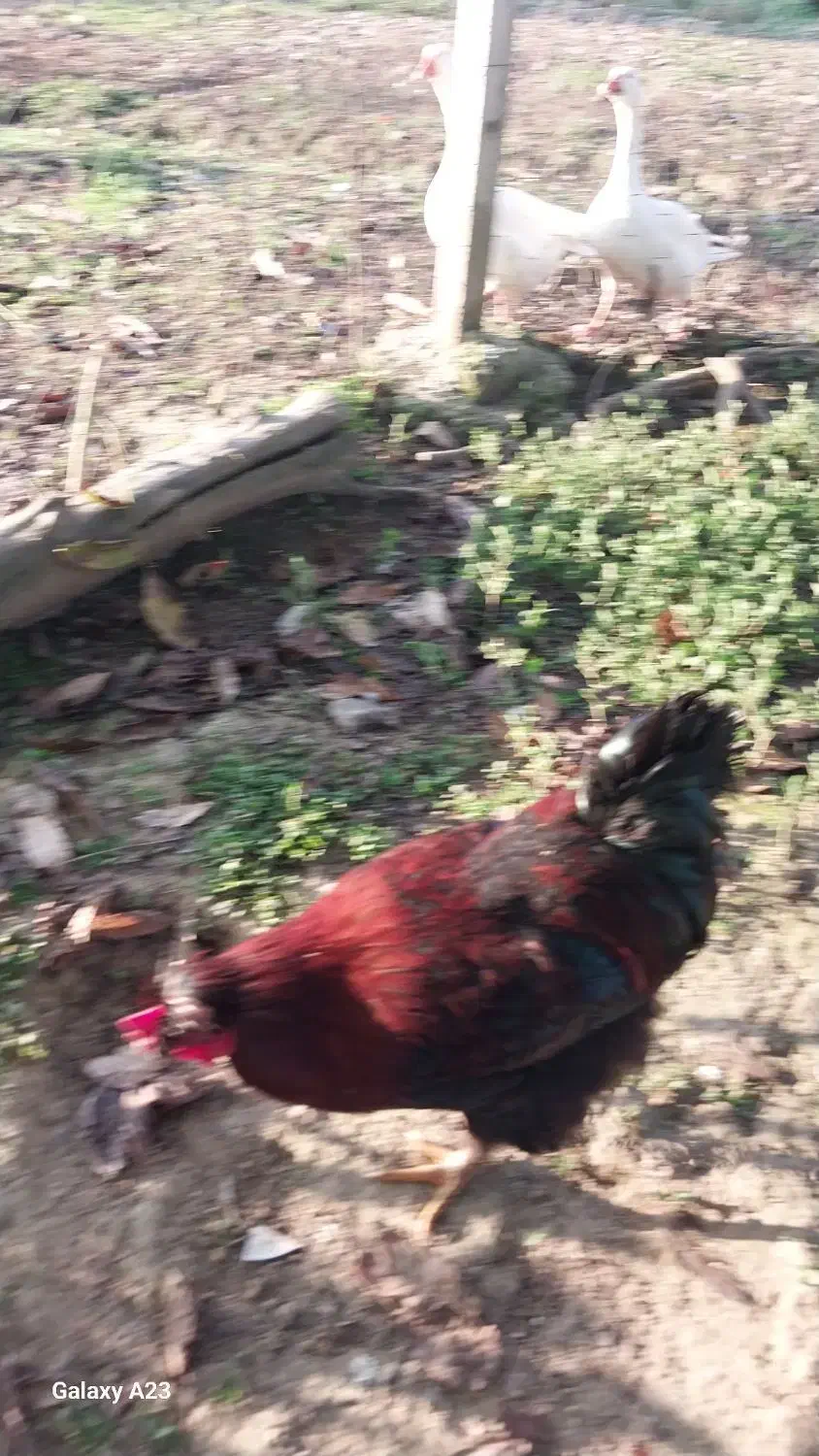 خروس گلین لری و مرندی و محلی و انواع دیگر|حیوانات مزرعه|لاهیجان, لفمجان|دیوار