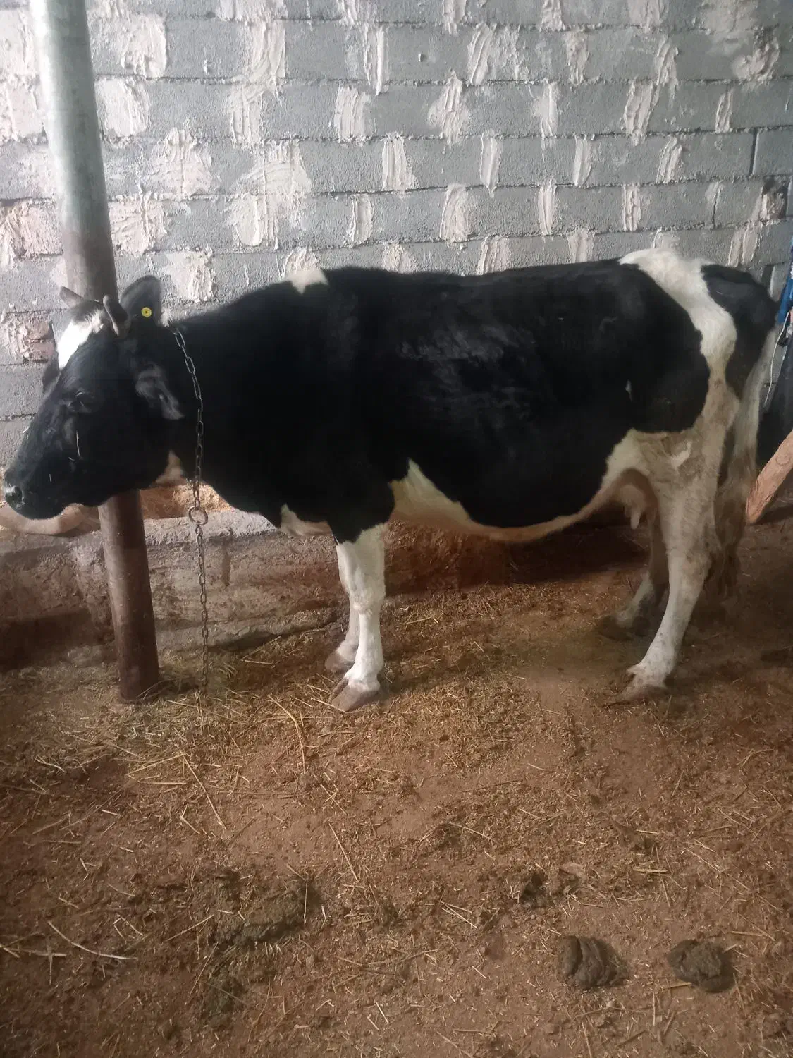 گاو|حیوانات مزرعه|نظر کهریزی, |دیوار