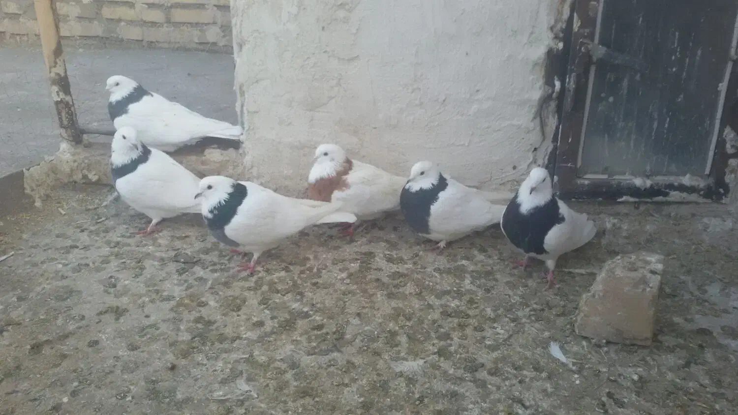 کبوتر|پرنده|سراب, |دیوار