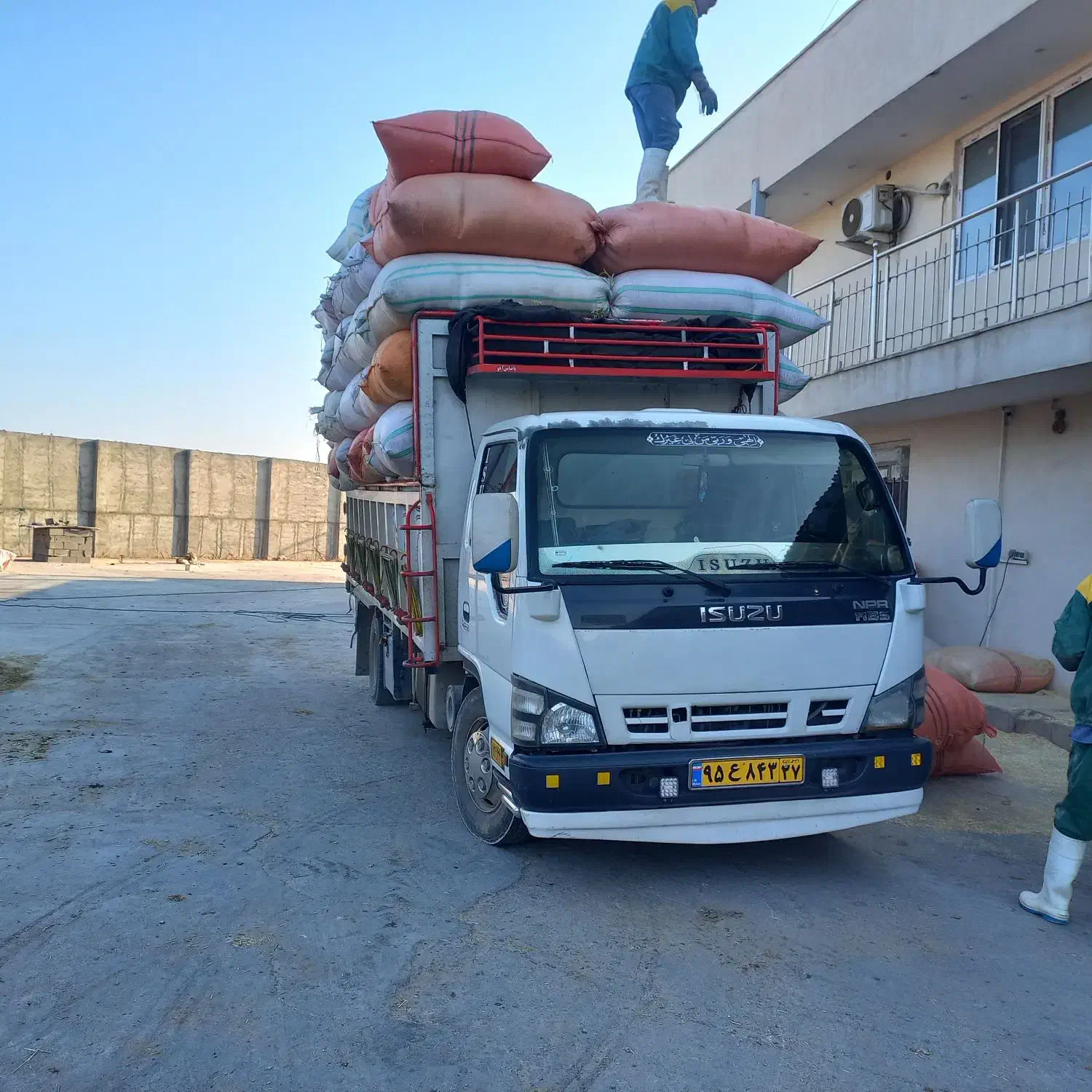 دیمی نرم و سفید|خدمات باغبانی و درختکاری|قائمشهر, |دیوار