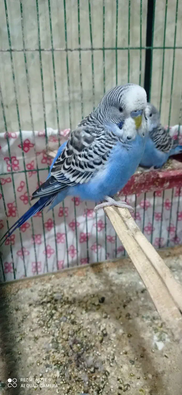 مرغ عشق|پرنده|اندیمشک, |دیوار