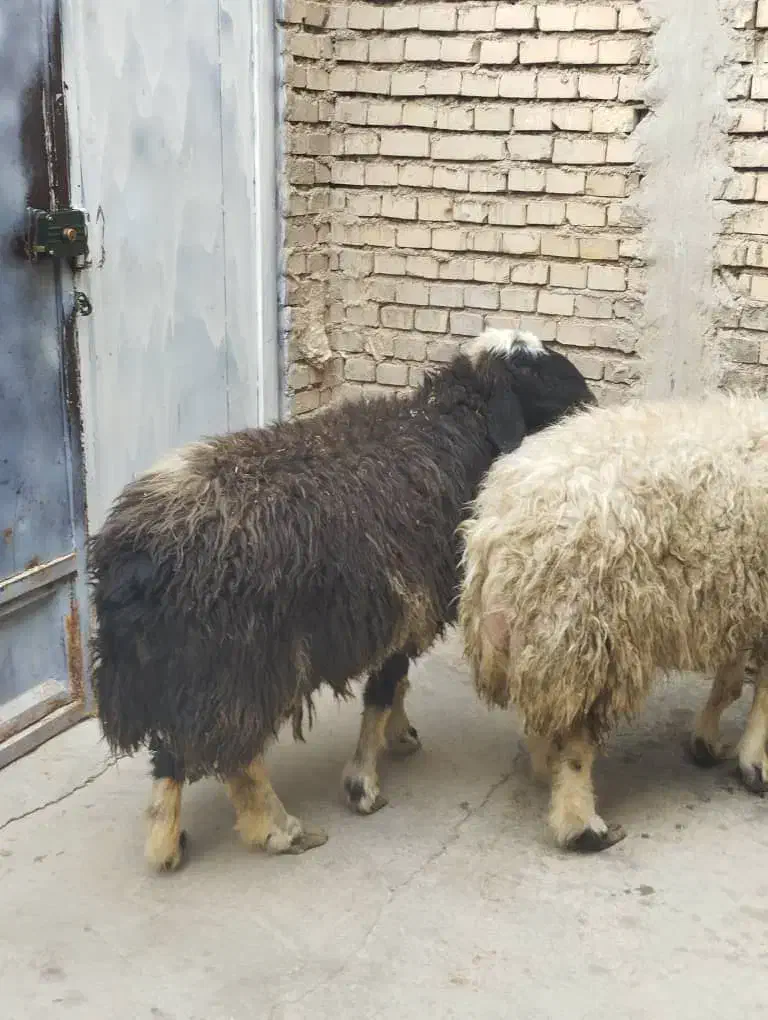 گوسفند‌و‌بره‌کوت‌عبدالله|حیوانات مزرعه|اهواز, اهواز|دیوار