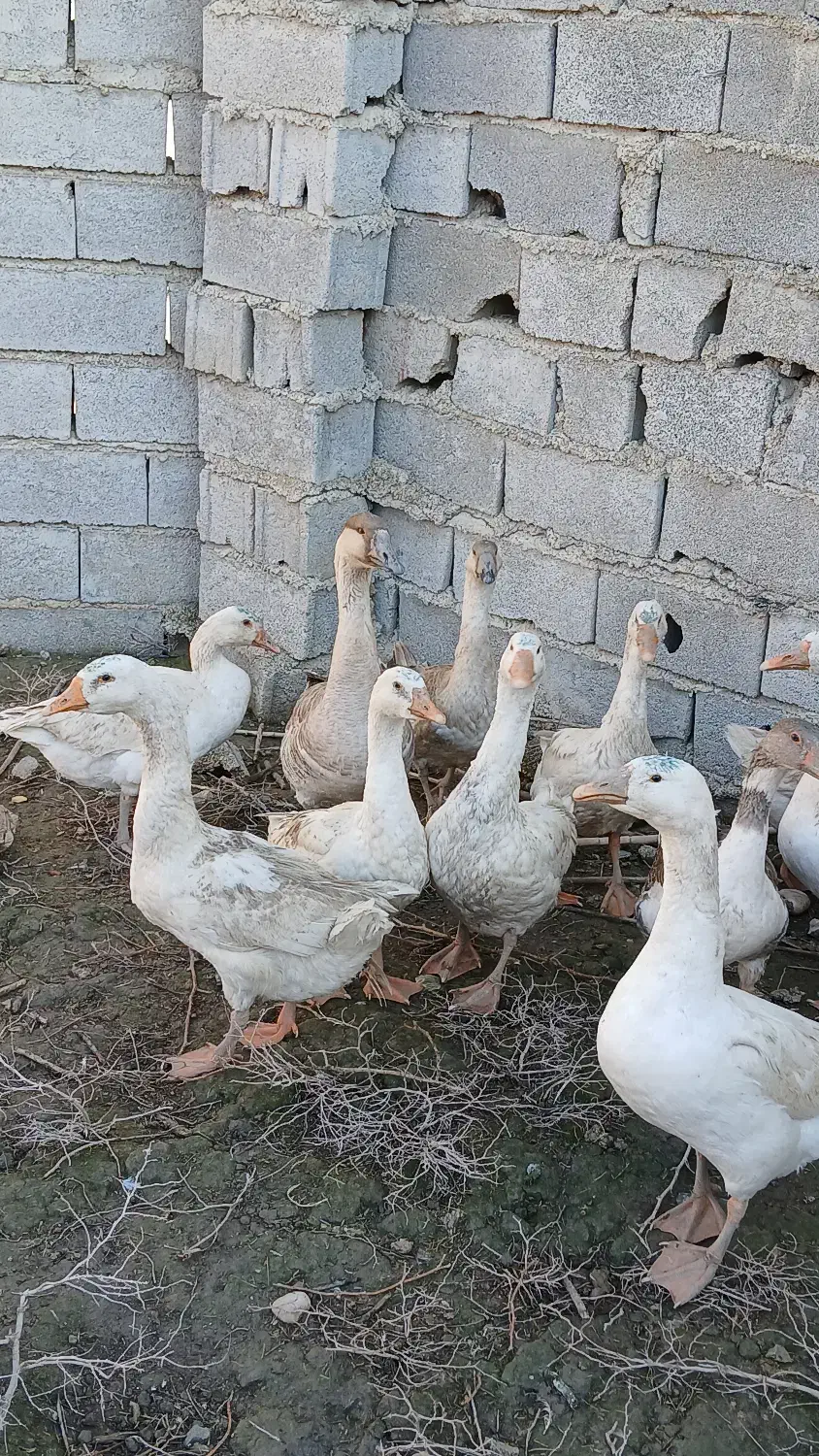 قوغاز سفید و آفریقایی|حیوانات مزرعه|گنبد کاووس, |دیوار