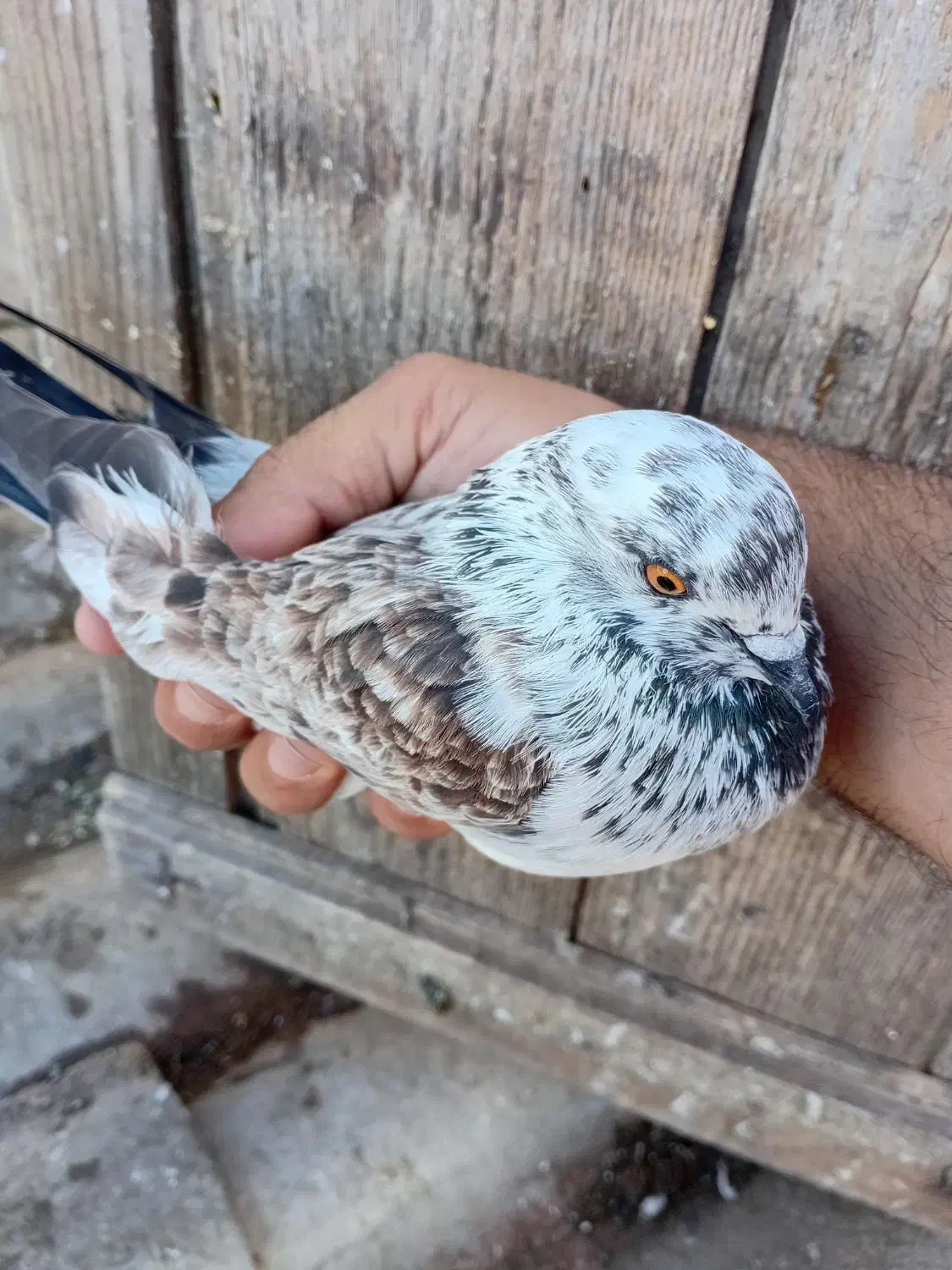 ۲تا کفتر آس|پرنده|خرم‌آباد (تنکابن), |دیوار