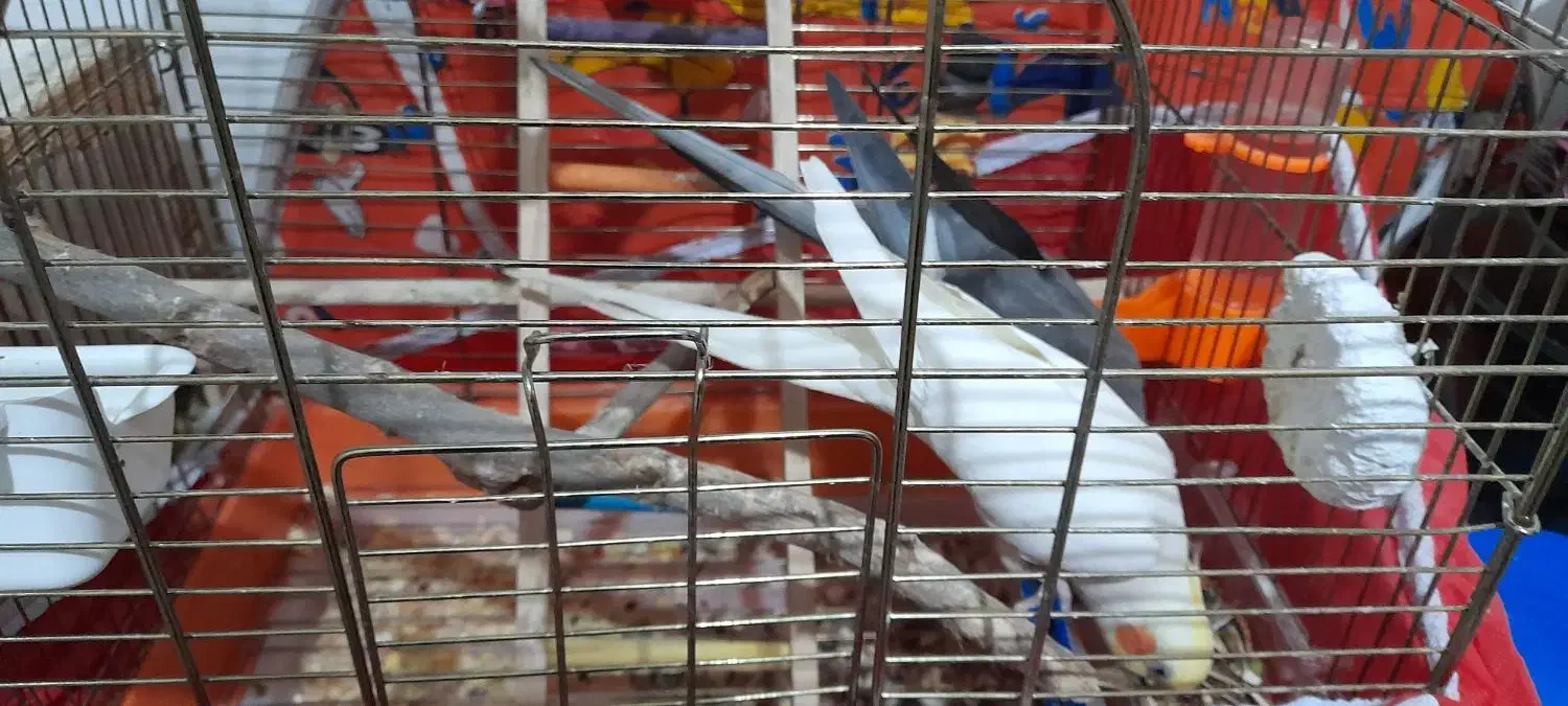 عروس هلندی|پرنده|شوشتر, |دیوار