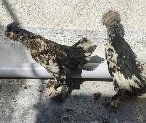 جوجه نیمچه، ریشو ،کاکلی و پا پر|حیوانات مزرعه|گلپایگان, |دیوار