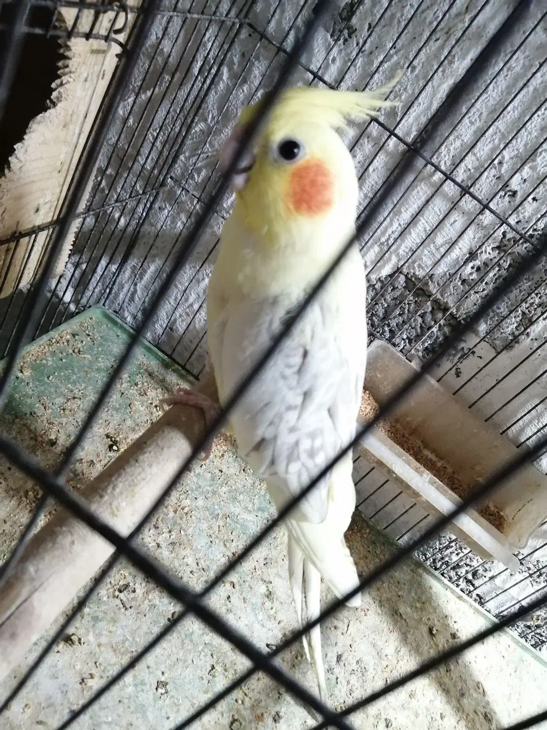 عروس هلندی|پرنده|آبپخش, |دیوار