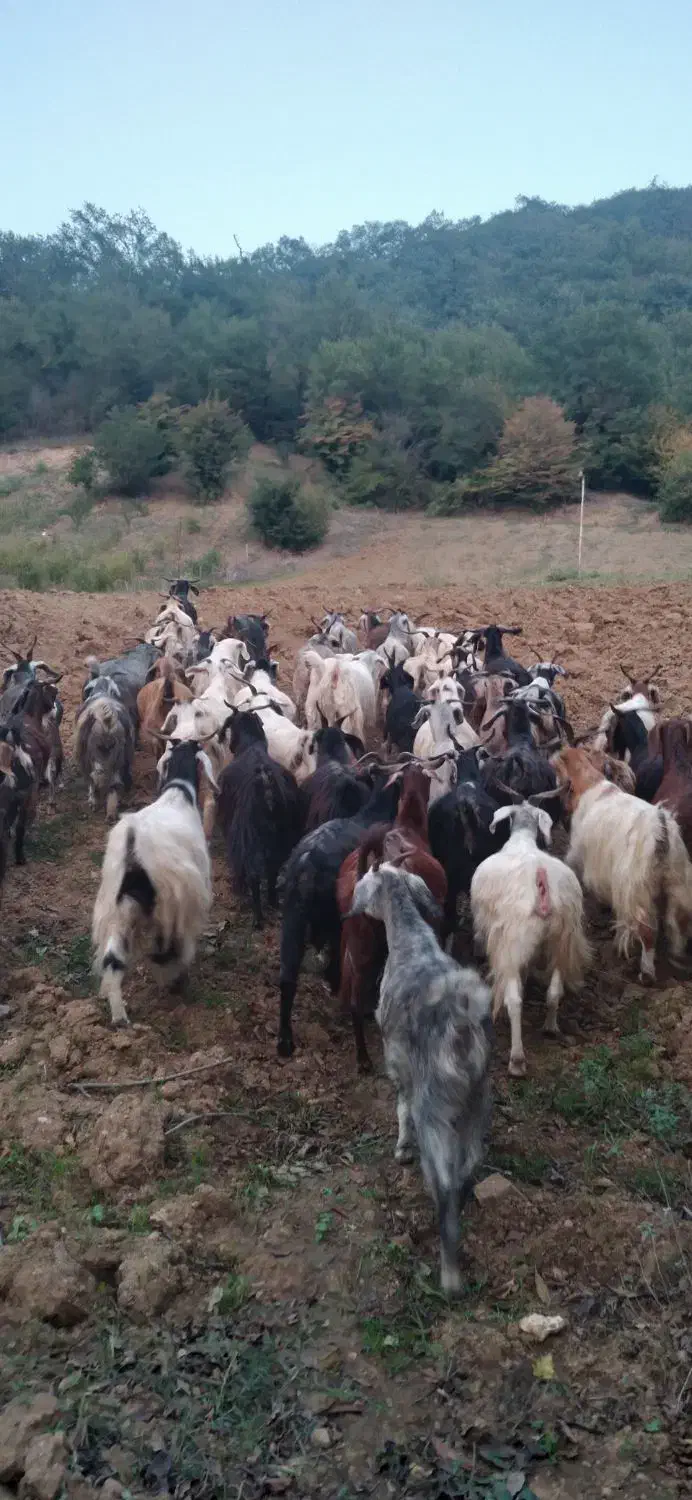 بزهای ابست سینه کرده و نر بزغاله و ماده بزغاله|حیوانات مزرعه|مینودشت, |دیوار