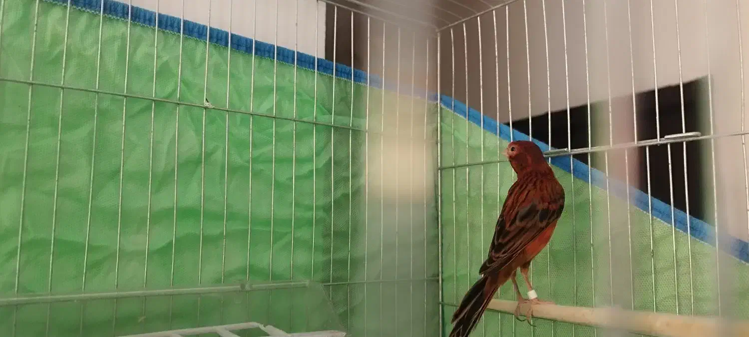 فروش قناری نر مست|پرنده|صدرا-فارس, فاز ۱|دیوار