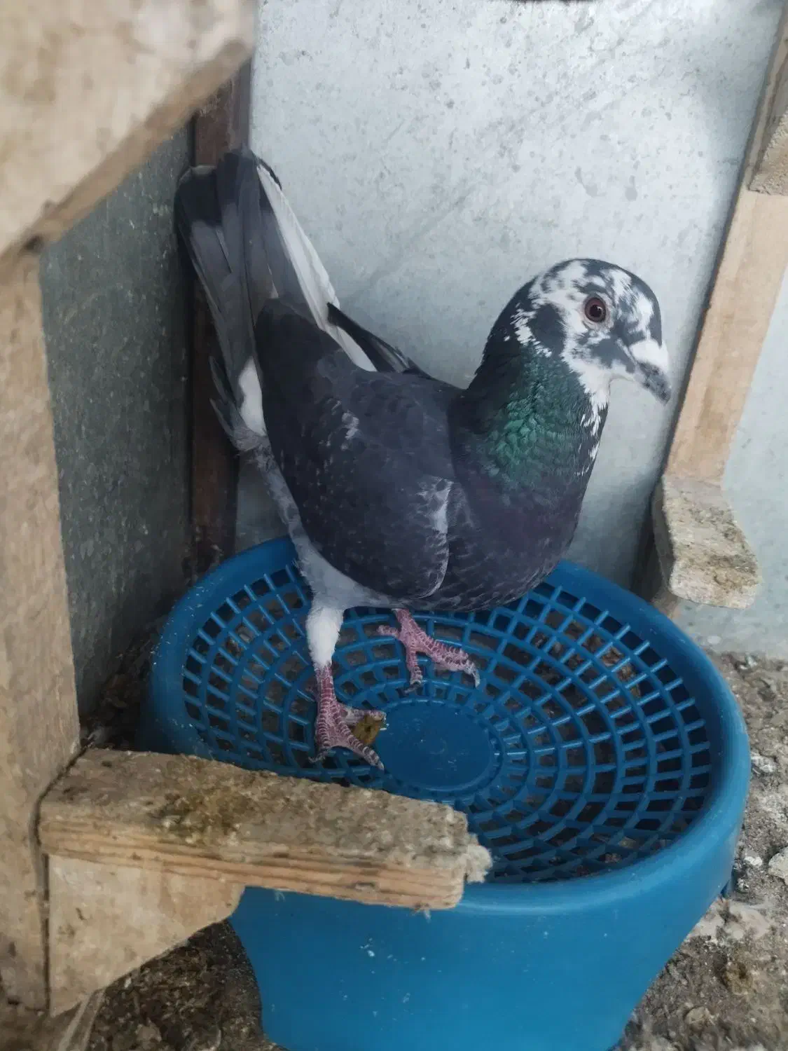 کبوتر یا کفتر|پرنده|شیراز, کوشک میدان|دیوار