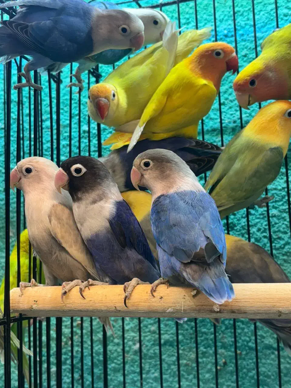 طوطی برزیلی مولد در رنگ های خاص|پرنده|قائمشهر, |دیوار