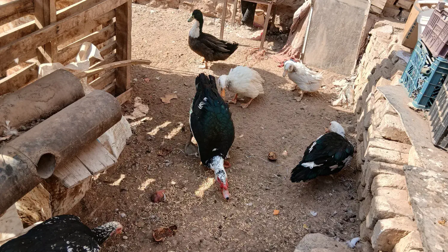 اردک مسکویی بااردک معمولی|حیوانات مزرعه|اردکان, |دیوار