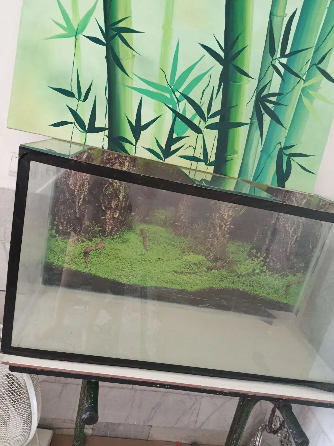 اکواریوم|ماهی|پشتکوه (فارس), |دیوار