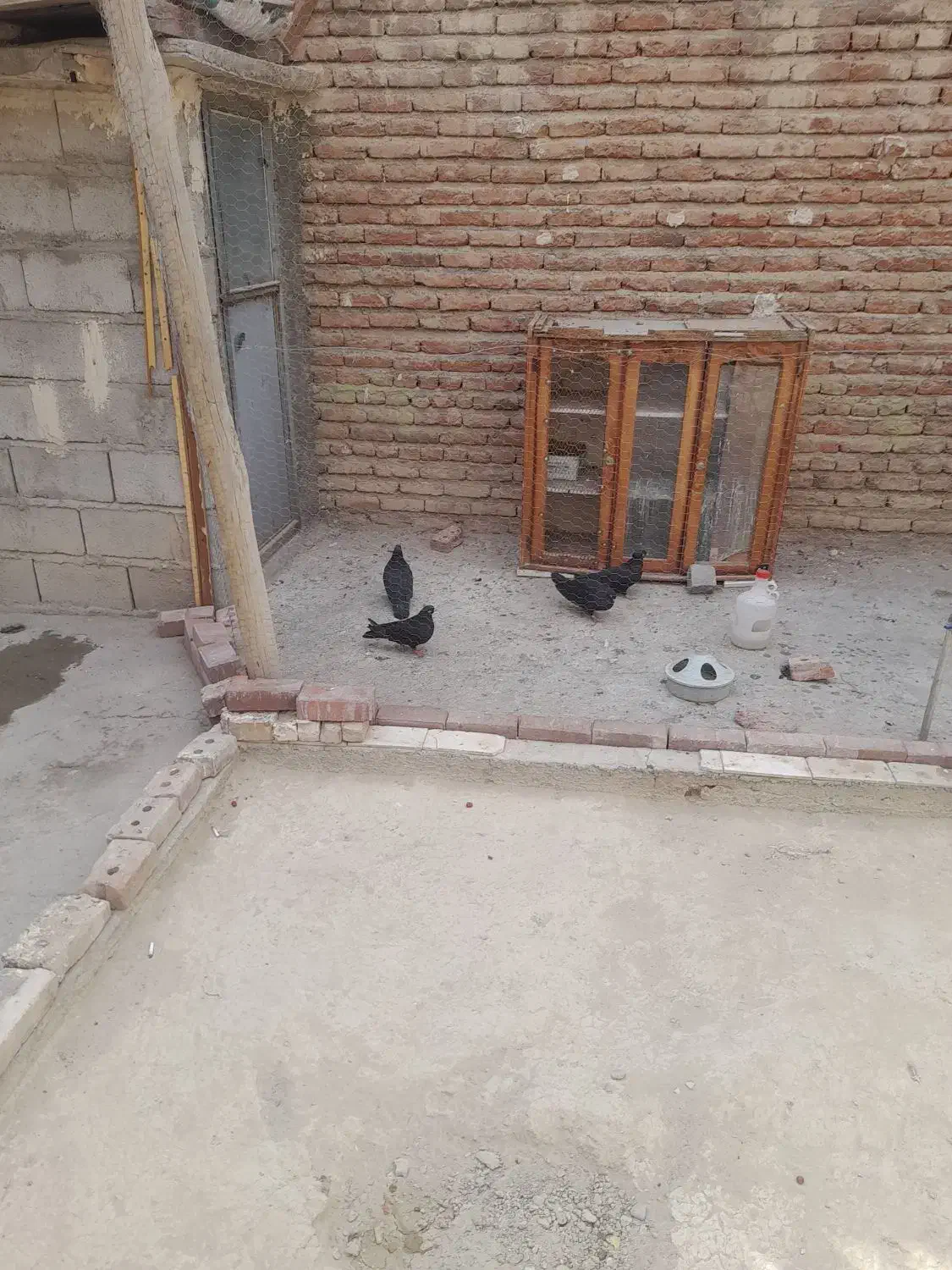 دو جفت کفتر سیاه چشم نوک سفید|پرنده|ممقان, |دیوار