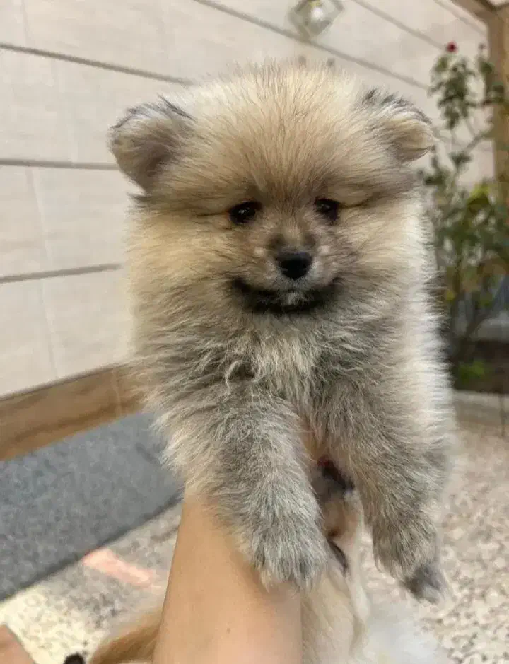 چهارعدد|سگ|خمینی‌شهر, |دیوار