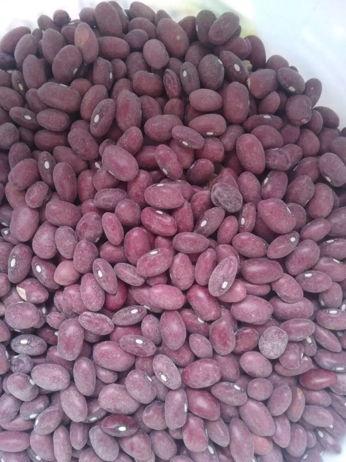 لوبیا قرمز|خوردنی و آشامیدنی|کرج, حسن آباد|دیوار