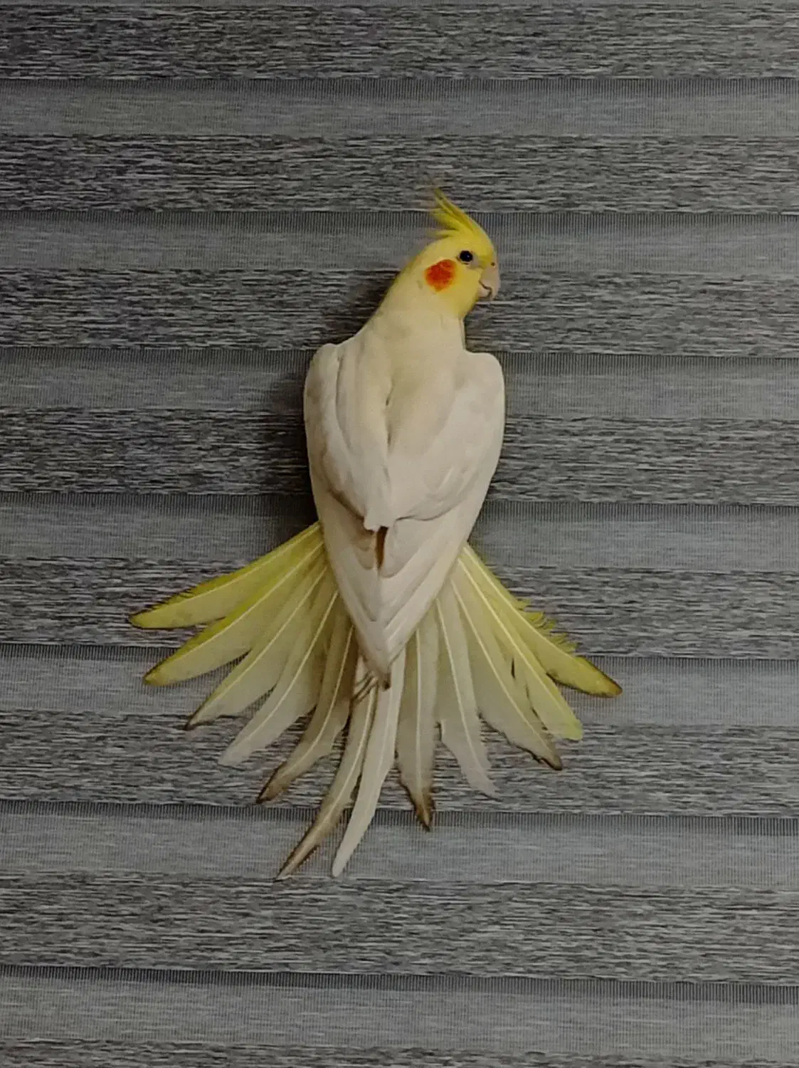 عروس هلندی گمشده محدوده مینودر|حیوانات|قزوین, |دیوار