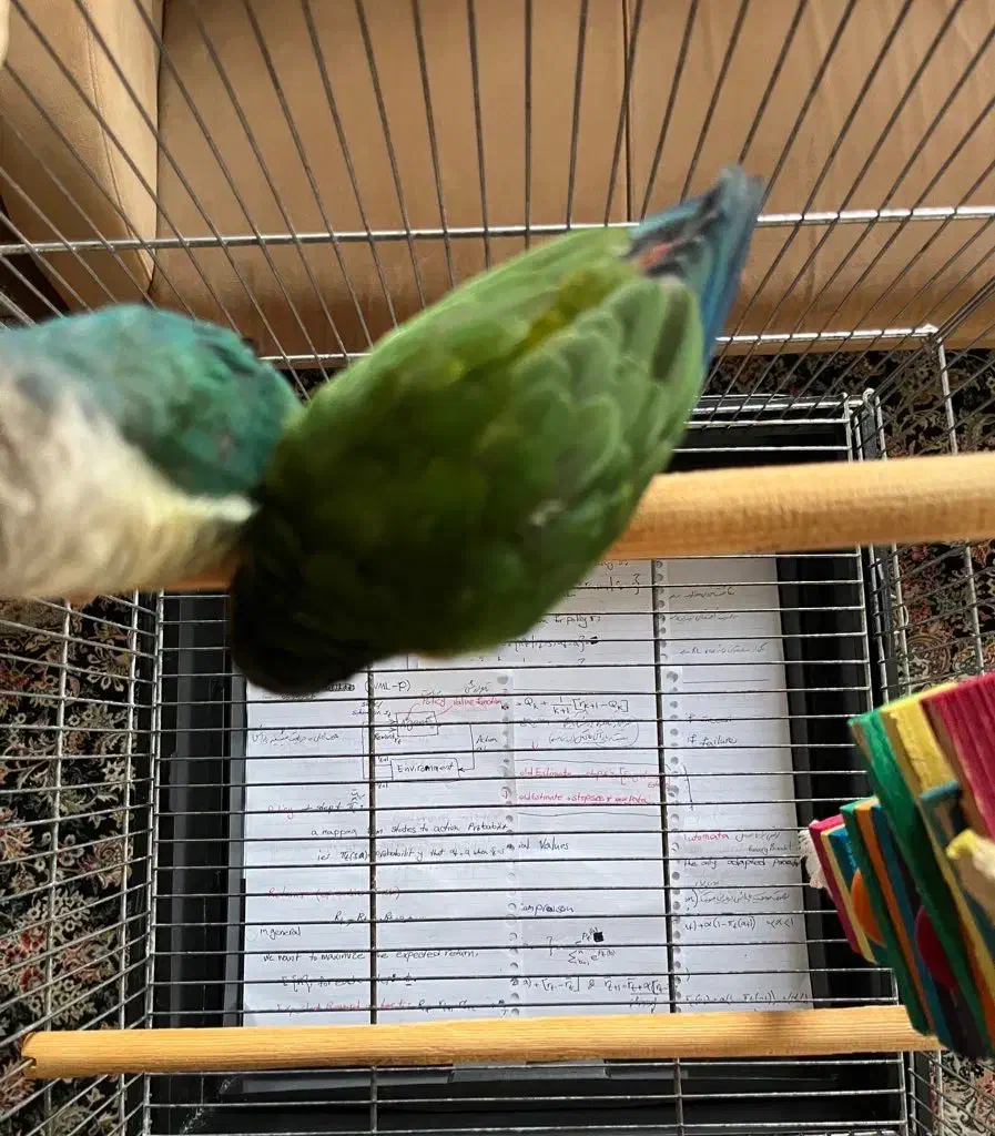 یک جفت گیرین چیک|پرنده|تهران, زرکش|دیوار