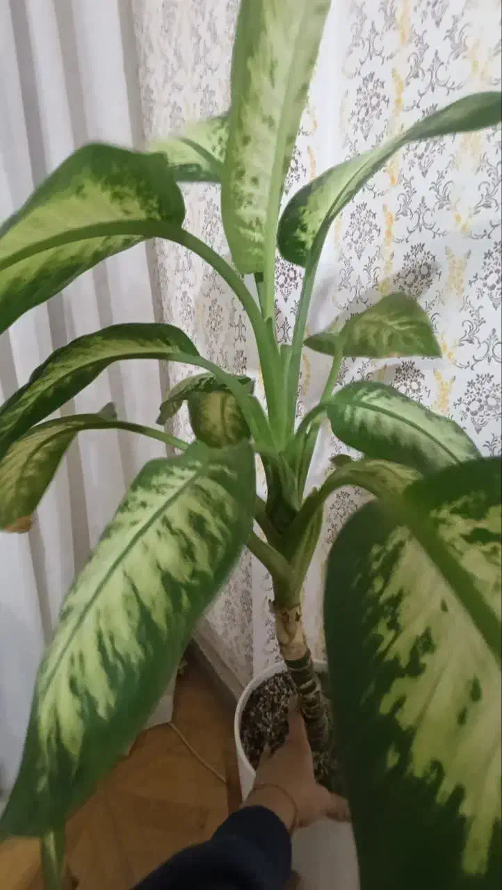 دیفن باخی|گل و گیاه طبیعی|مشهد, چهارچشمه|دیوار