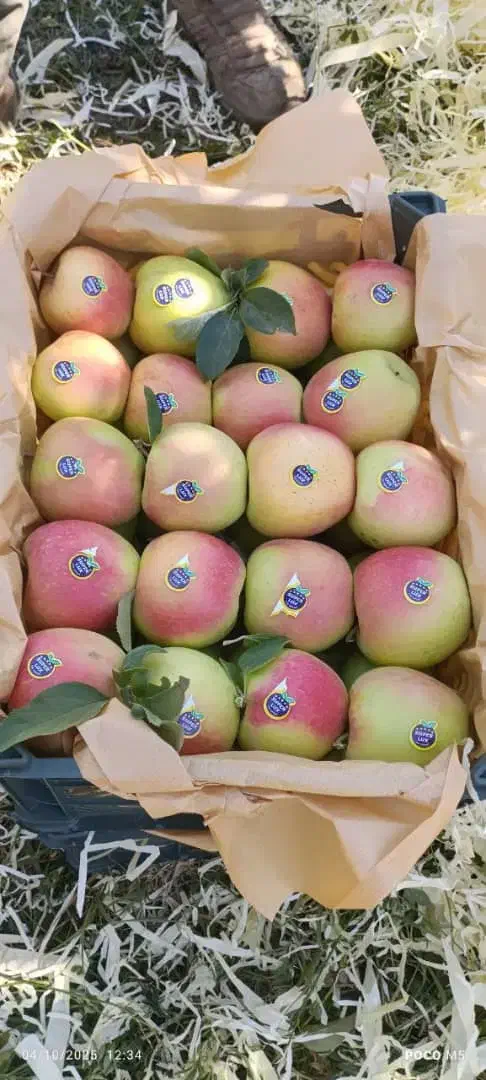 جذب سرمایه جهت صادرات میوه|استخدام مالی، حسابداری، حقوقی|ارومیه, |دیوار