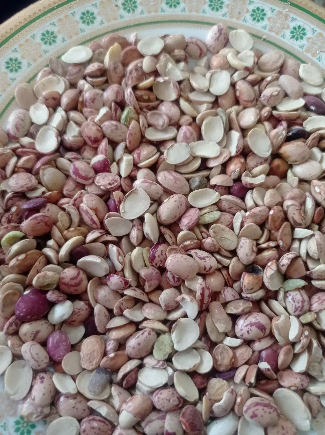 فروشی فوری لپه ی لوبیا برای تمامی مصرف کننده گان|عمدهفروشی|شیراز, شهرک ترکان|دیوار