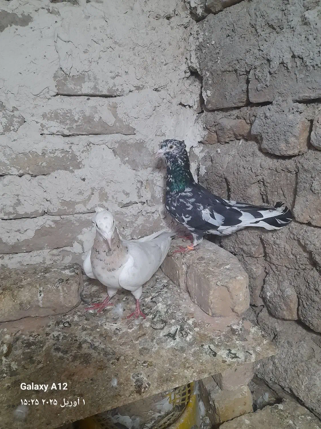 کبوتر|پرنده|قوچان, |دیوار