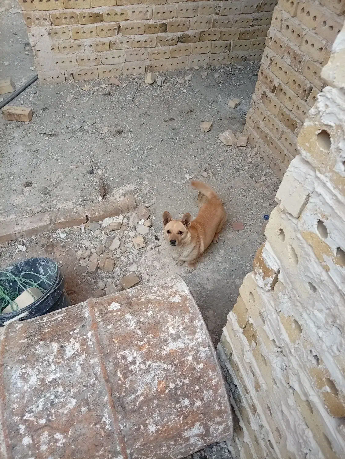 سگ.|سگ|تربت‌حیدریه, شهرک ولیعصر|دیوار