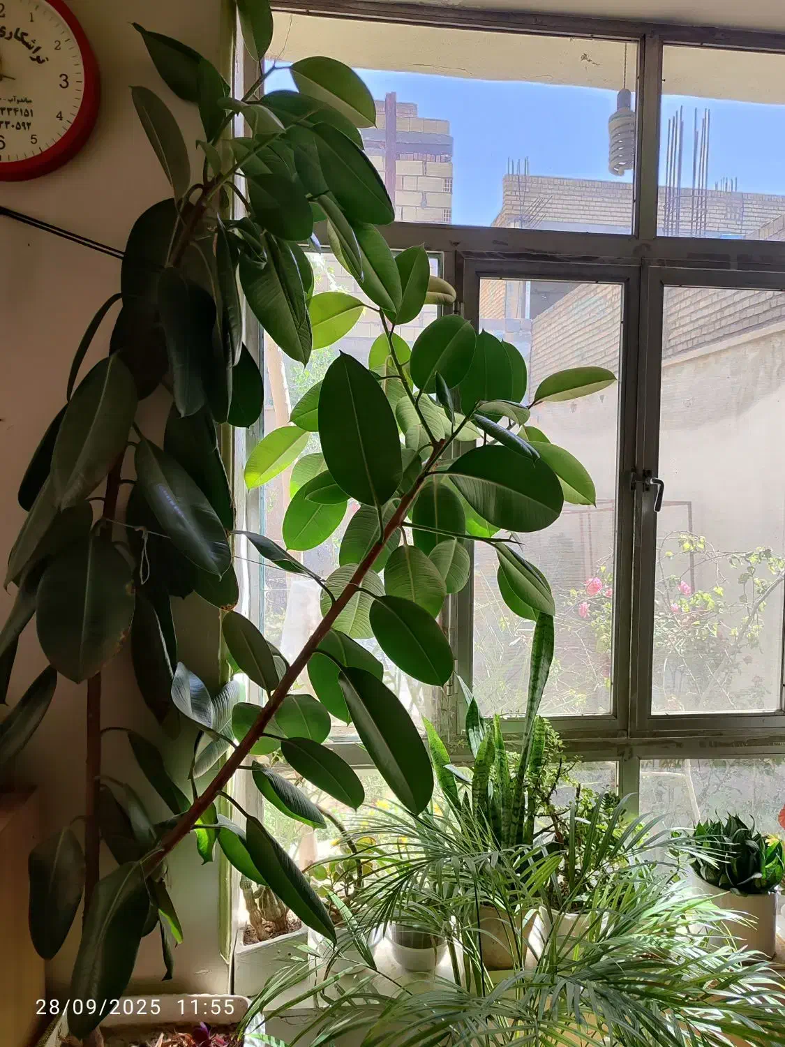 فیکوس طبیعی|گل و گیاه طبیعی|میاندوآب, |دیوار