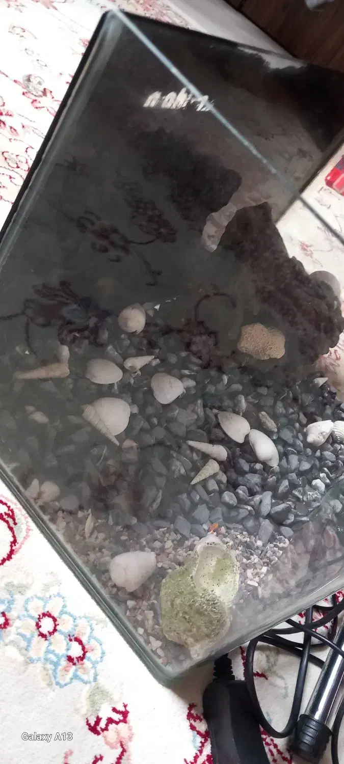 آکواریوم|ماهی|بندرعباس, |دیوار