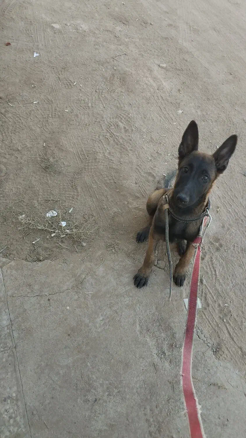 واگذاری مالینویز|سگ|یزد, |دیوار