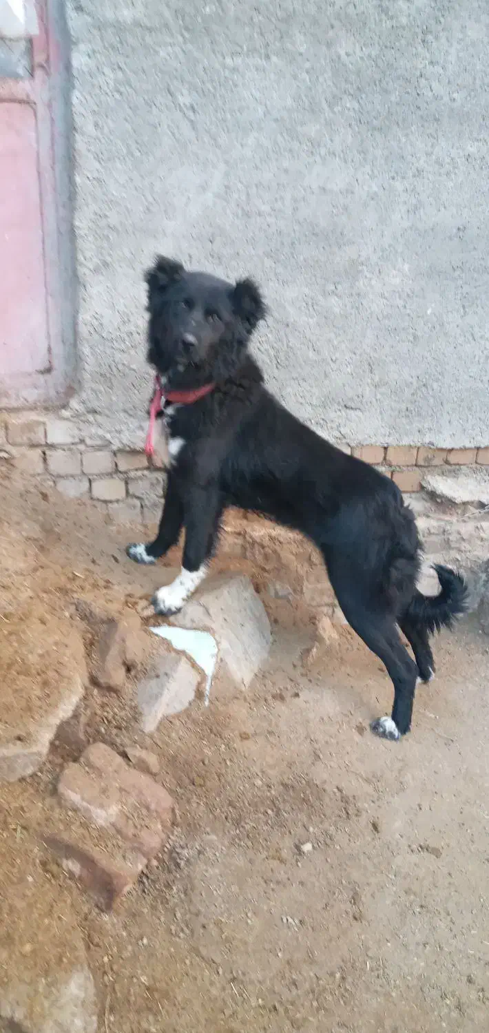 واگذاری ماده سگ|سگ|بروجرد, |دیوار