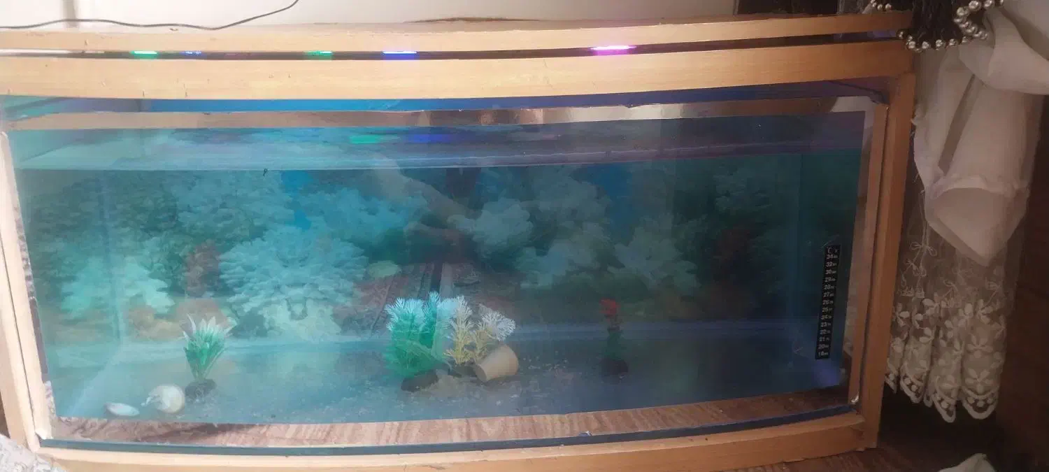 آکواریوم|ماهی|اسلام‌‌آباد غرب, |دیوار