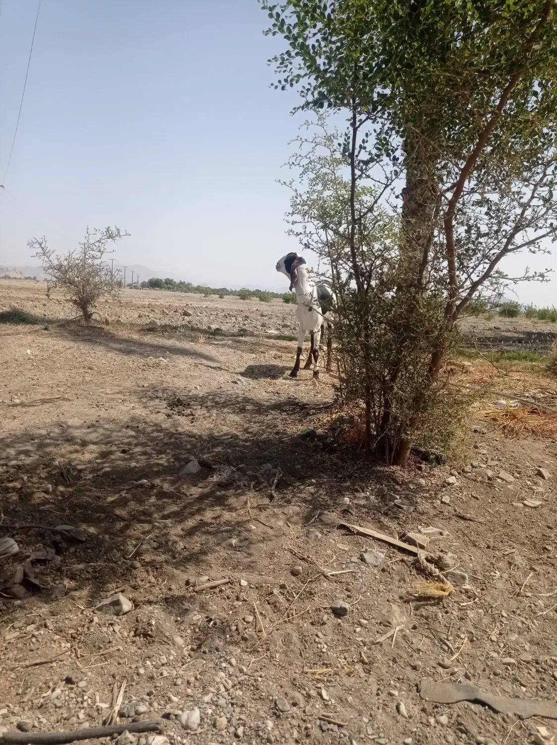 بوز چاق|حیوانات مزرعه|قلعه گنج, |دیوار