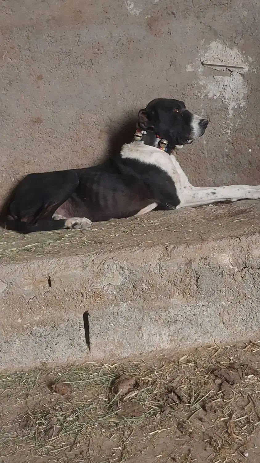 واگزاری سگ|سگ|تربتحیدریه, حاجی یار|دیوار